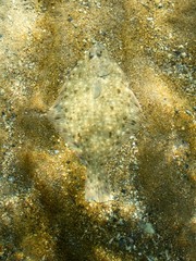 Rhombosolea tapirina