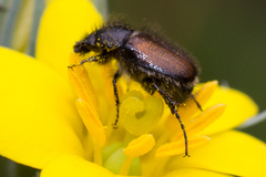 Chasmatopterus villosulus