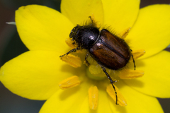 Chasmatopterus villosulus