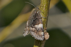 Archiearinae