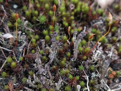 Cladonia grayi
