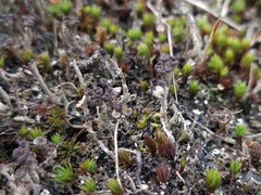 Cladonia grayi