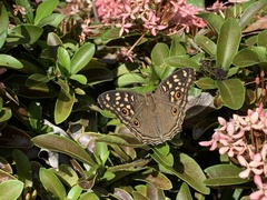 Junonia lemonias