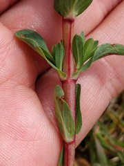 Hypericum × desetangsii