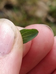 Hypericum × desetangsii