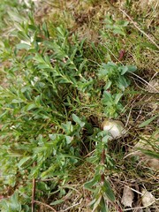 Hypericum × desetangsii