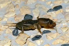 Gryllotalpa nymphicus