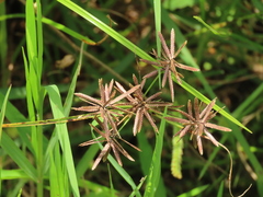 Cyperus flavidus