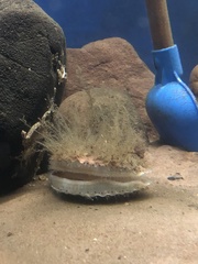 Aequipecten opercularis