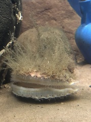 Aequipecten opercularis