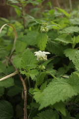 Lamium flexuosum