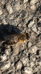 Apis mellifera