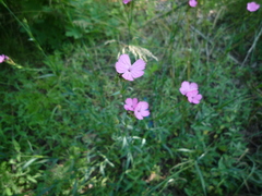 Dianthus membranaceus