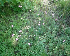 Dianthus membranaceus