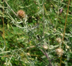 Centaurea varnensis