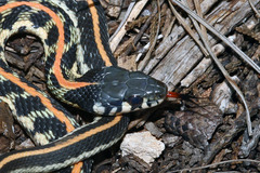 Thamnophis cyrtopsis ocellatus