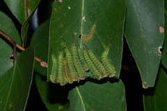 Lophyrotoma interrupta