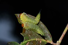 Lophyrotoma interrupta