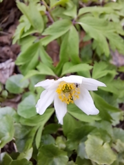 Anemonoides nemorosa