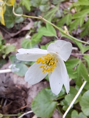 Anemonoides nemorosa