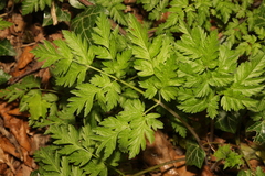 Anthriscus sylvestris