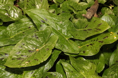 Arum maculatum