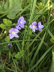 Veronica filiformis