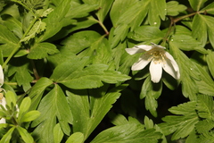 Anemonoides nemorosa