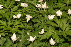 Anemonoides nemorosa