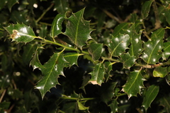 Ilex aquifolium
