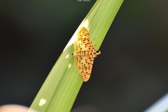 Conogethes punctiferalis