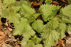 Urtica dioica