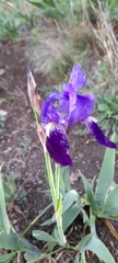 Iris