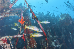 Lutjanus monostigma