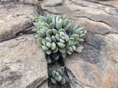 Crassula lanuginosa