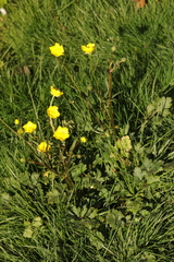 Ranunculus repens