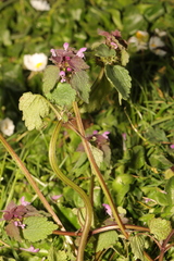 Lamium purpureum