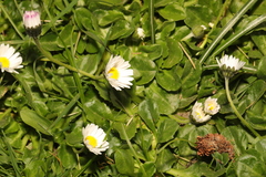 Bellis perennis