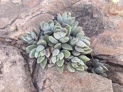 Crassula lanuginosa