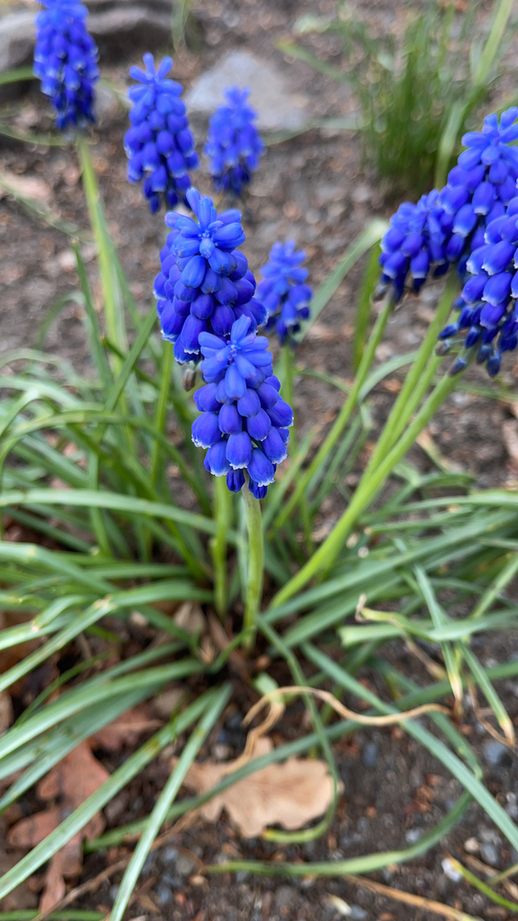 grape-hyacinths-from-prague-on-april-22-2022-at-10-10-am-by-lama-mala