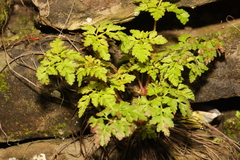 Geranium robertianum
