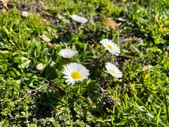 Bellis perennis