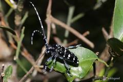 Anoplophora chinensis