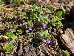 Glechoma hederacea