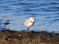 Charadrius pallidus