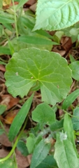 Centella asiatica