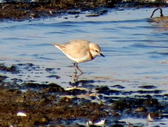 Charadrius pallidus