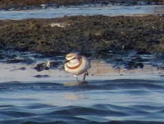Charadrius pallidus