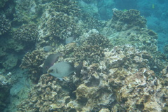 Kyphosus hawaiiensis