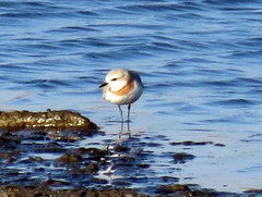 Charadrius pallidus
